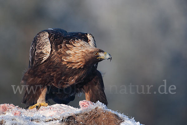 Steinadler (Aquila chrysaetos)