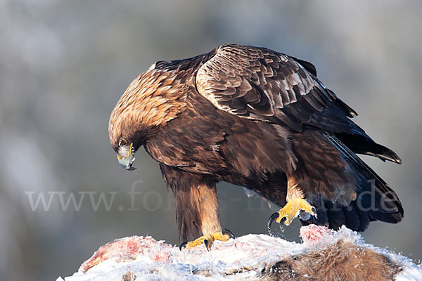 Steinadler (Aquila chrysaetos)