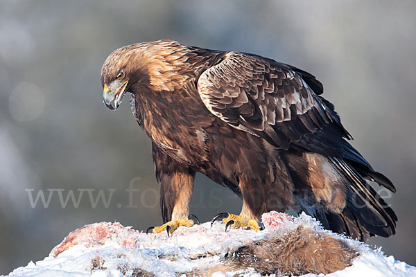 Steinadler (Aquila chrysaetos)