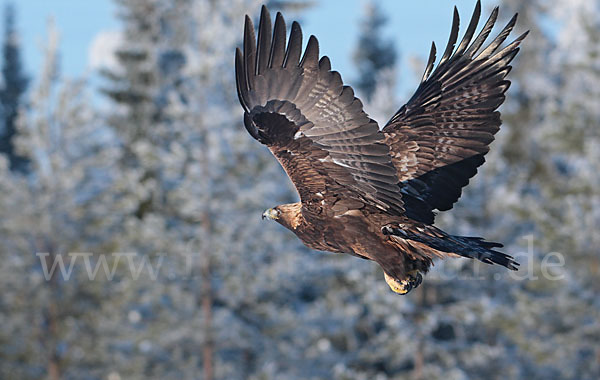 Steinadler (Aquila chrysaetos)