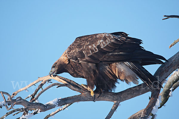 Steinadler (Aquila chrysaetos)