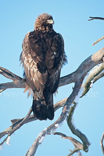 Steinadler (Aquila chrysaetos)