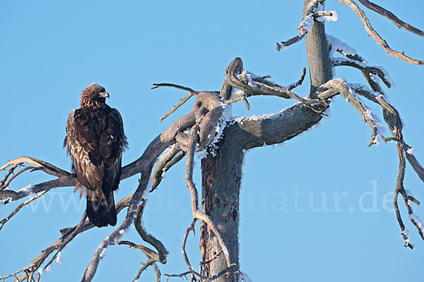 Steinadler (Aquila chrysaetos)