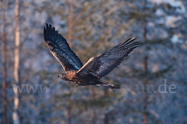 Steinadler (Aquila chrysaetos)