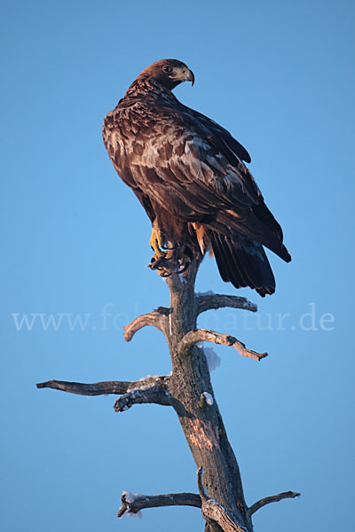 Steinadler (Aquila chrysaetos)