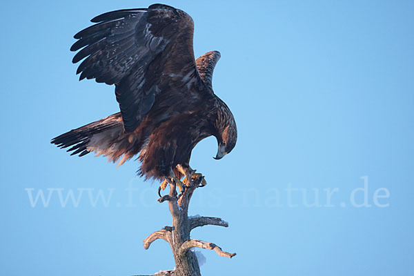 Steinadler (Aquila chrysaetos)