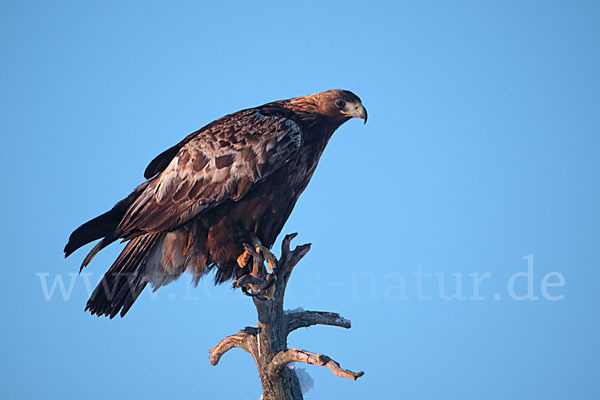 Steinadler (Aquila chrysaetos)