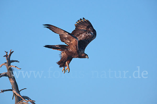 Steinadler (Aquila chrysaetos)