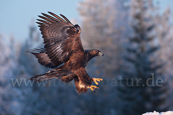 Steinadler (Aquila chrysaetos)