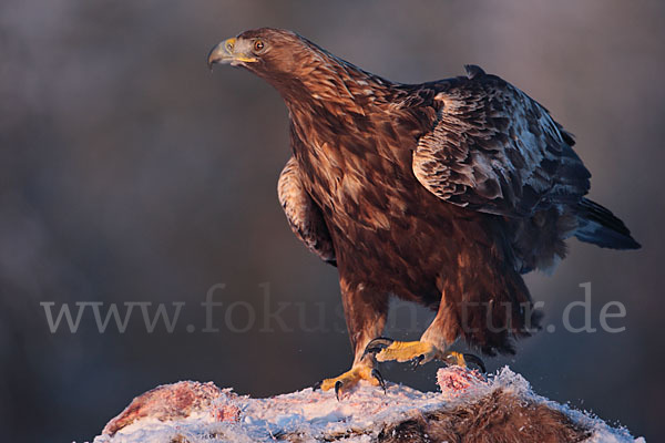 Steinadler (Aquila chrysaetos)