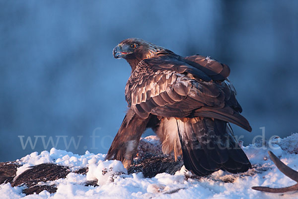 Steinadler (Aquila chrysaetos)