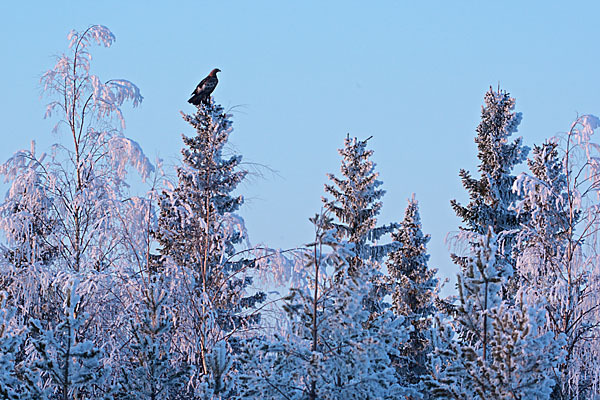 Steinadler (Aquila chrysaetos)