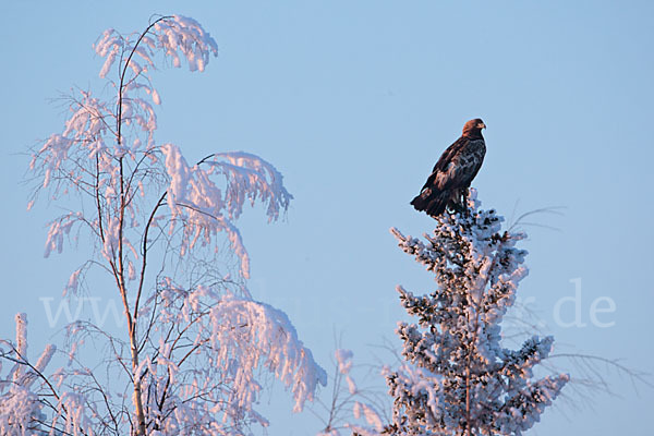 Steinadler (Aquila chrysaetos)