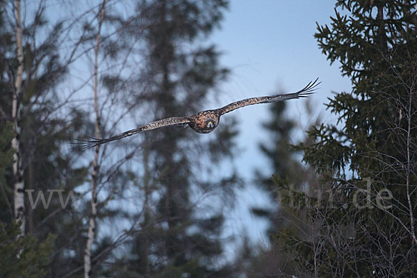 Steinadler (Aquila chrysaetos)