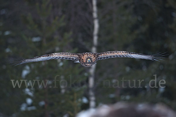 Steinadler (Aquila chrysaetos)