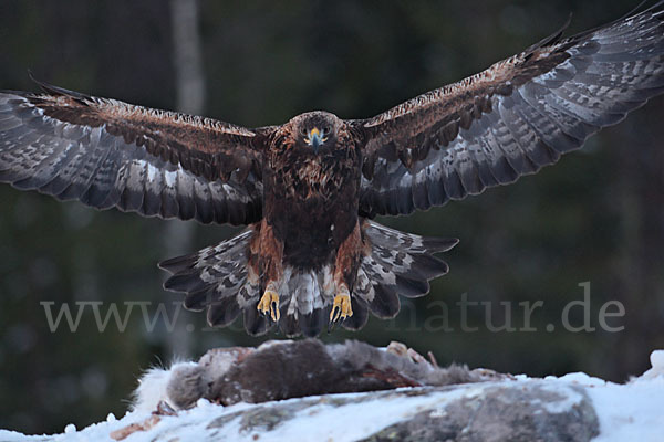 Steinadler (Aquila chrysaetos)