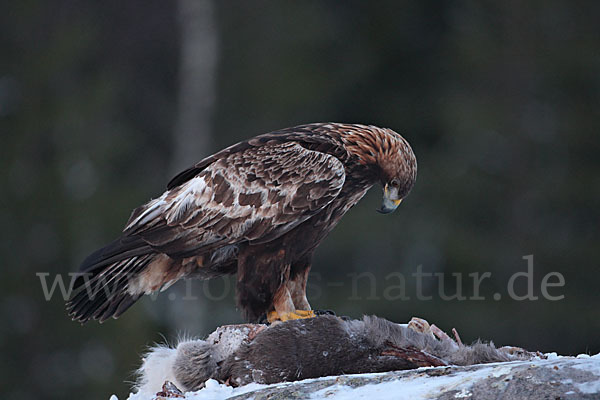 Steinadler (Aquila chrysaetos)