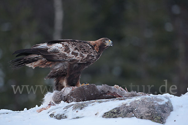 Steinadler (Aquila chrysaetos)