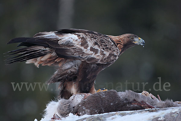 Steinadler (Aquila chrysaetos)