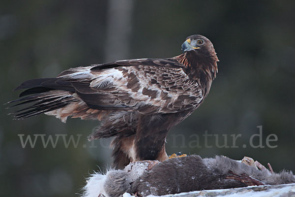 Steinadler (Aquila chrysaetos)