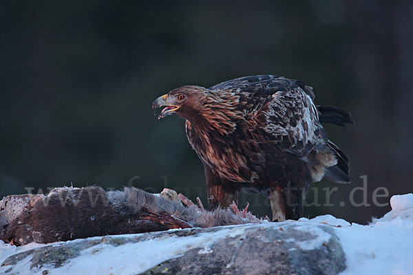 Steinadler (Aquila chrysaetos)