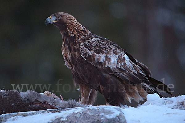 Steinadler (Aquila chrysaetos)