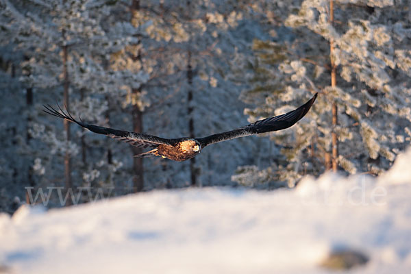 Steinadler (Aquila chrysaetos)