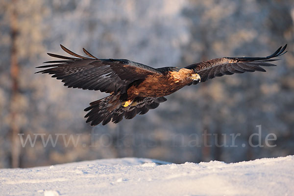 Steinadler (Aquila chrysaetos)