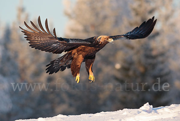 Steinadler (Aquila chrysaetos)