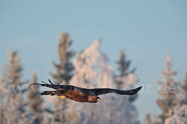 Steinadler (Aquila chrysaetos)