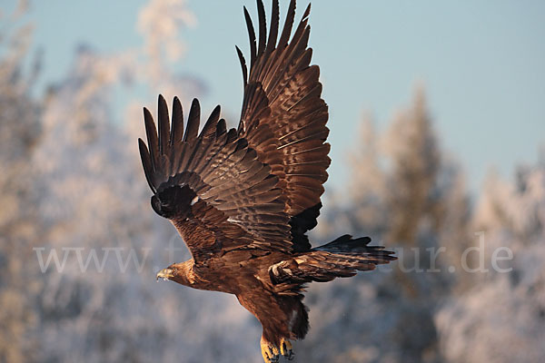 Steinadler (Aquila chrysaetos)