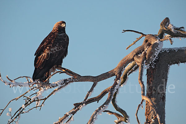 Steinadler (Aquila chrysaetos)