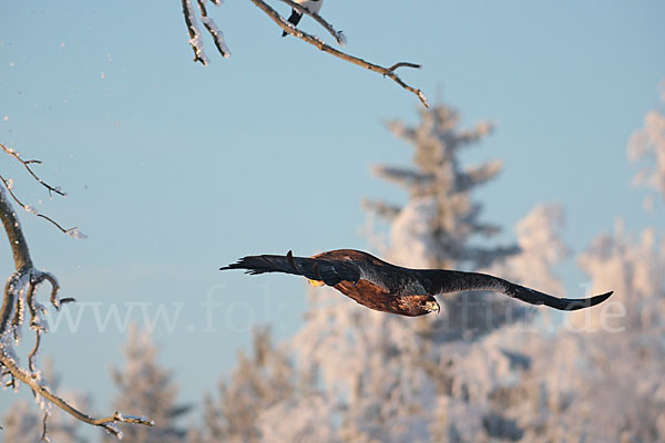 Steinadler (Aquila chrysaetos)