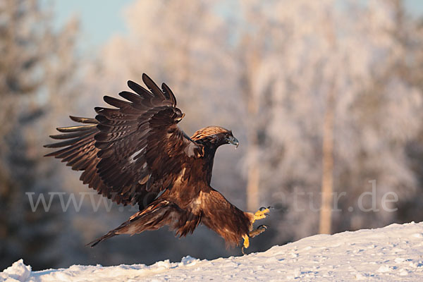 Steinadler (Aquila chrysaetos)