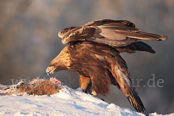 Steinadler (Aquila chrysaetos)