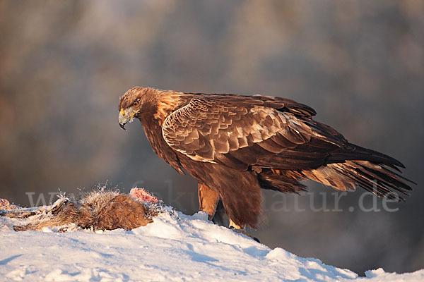 Steinadler (Aquila chrysaetos)