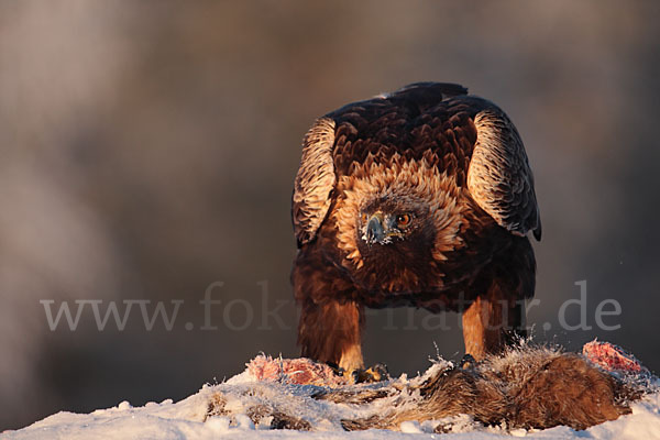 Steinadler (Aquila chrysaetos)