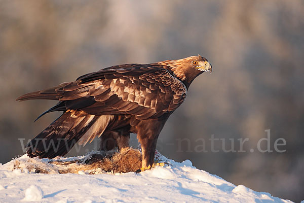 Steinadler (Aquila chrysaetos)