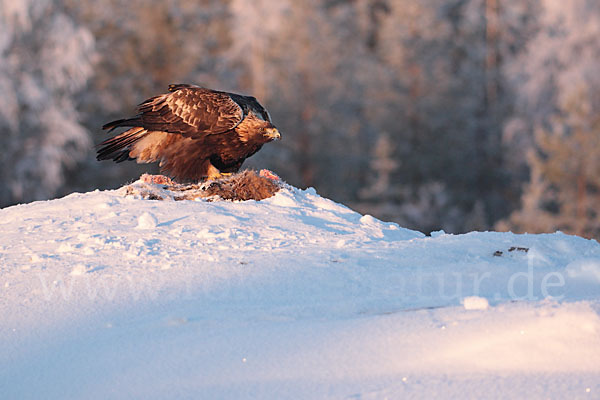 Steinadler (Aquila chrysaetos)