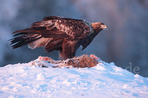 Steinadler (Aquila chrysaetos)