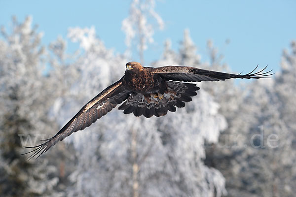 Steinadler (Aquila chrysaetos)