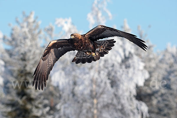 Steinadler (Aquila chrysaetos)