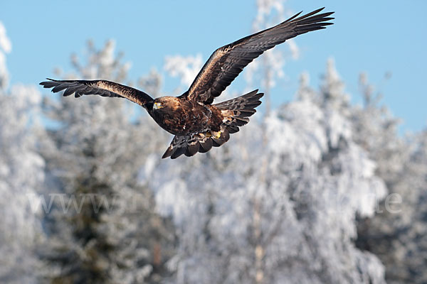 Steinadler (Aquila chrysaetos)