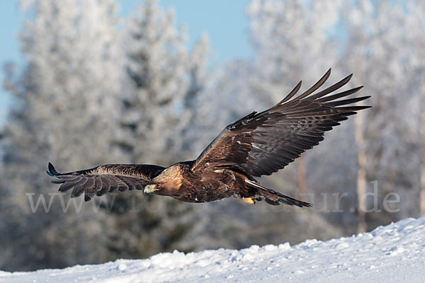 Steinadler (Aquila chrysaetos)