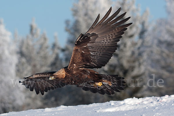 Steinadler (Aquila chrysaetos)