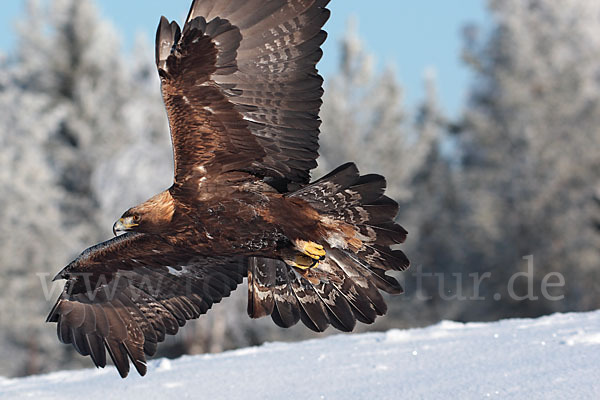 Steinadler (Aquila chrysaetos)