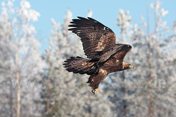 Steinadler (Aquila chrysaetos)