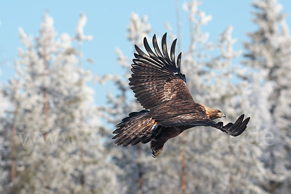 Steinadler (Aquila chrysaetos)