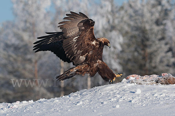 Steinadler (Aquila chrysaetos)