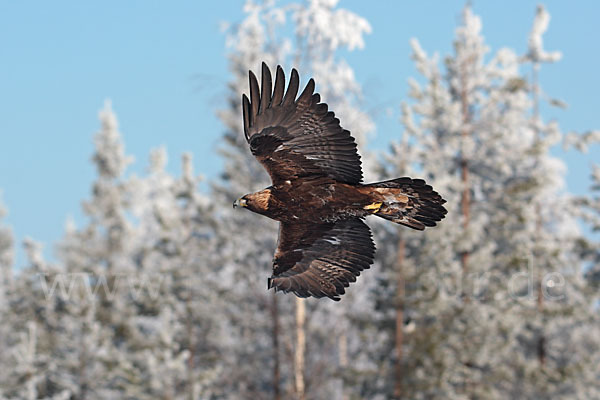 Steinadler (Aquila chrysaetos)